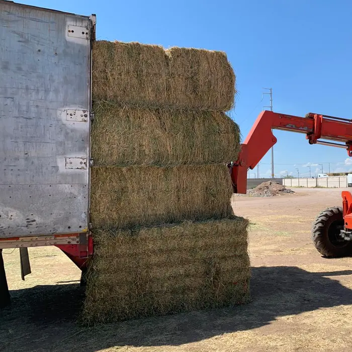 Pacas de alfalfa apiladas junto a la caja de un camión, con un montacargas telescópico naranja al lado.